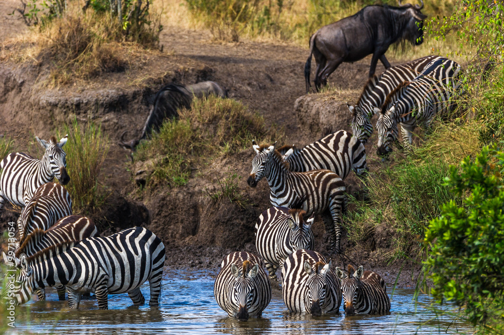 Zebras und Gnus an einem Wasserloch