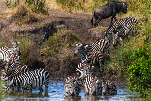 Obraz na płótnie Zebras und Gnus an einem Wasserloch w salonie