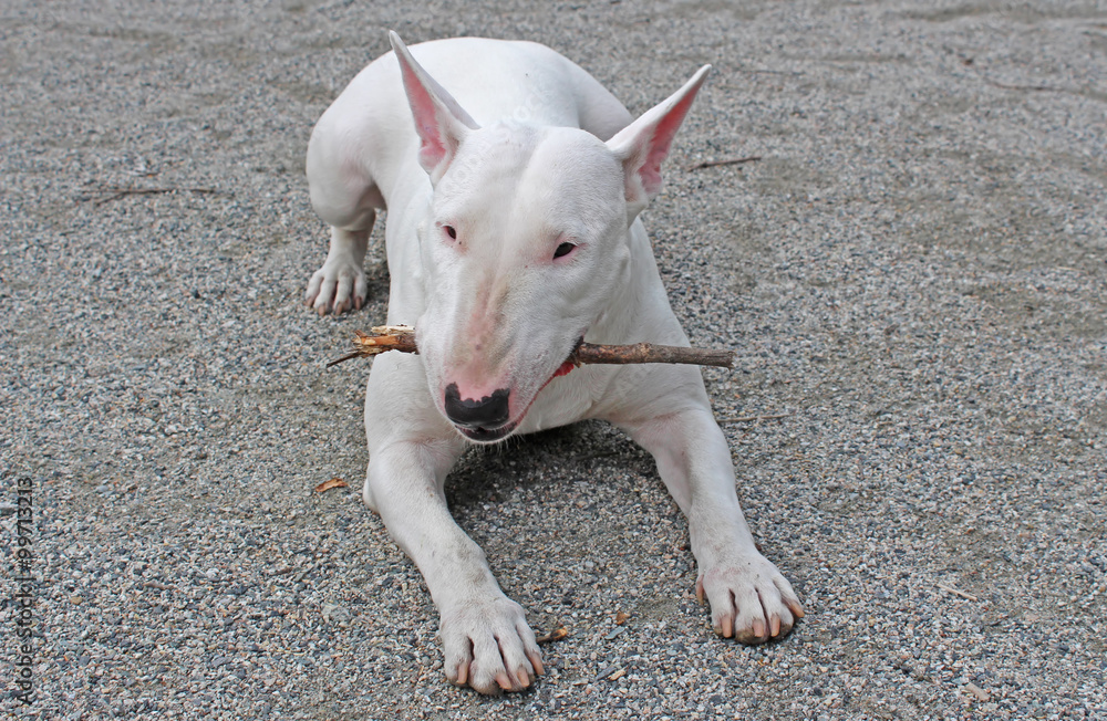 White English Bull Terrier chewing on a stick