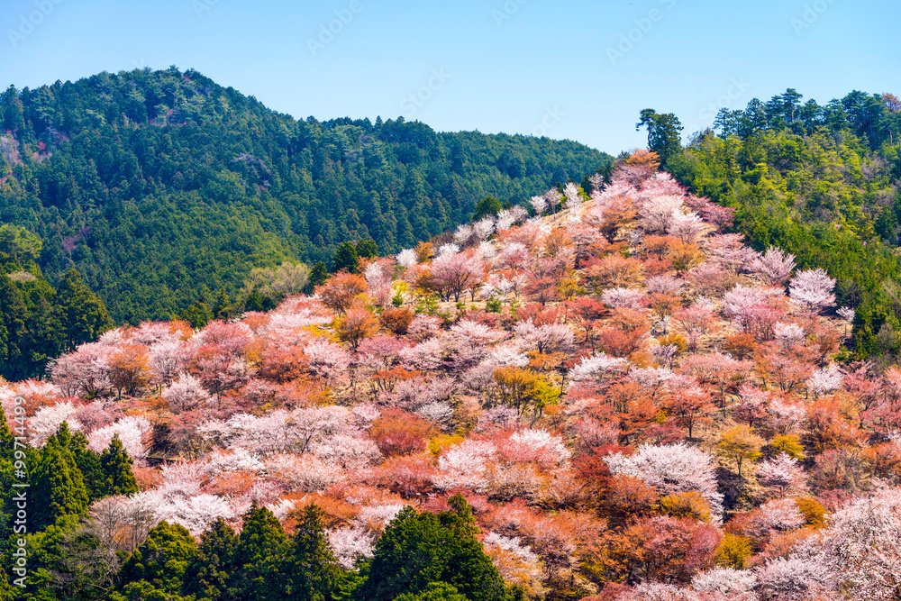 Fototapeta premium Yoshinoyama, Nara, Japan