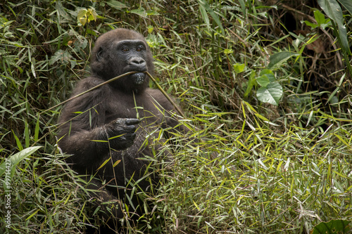 Canvas Print lowland gorilla in Congo/lowland gorilla in Congo