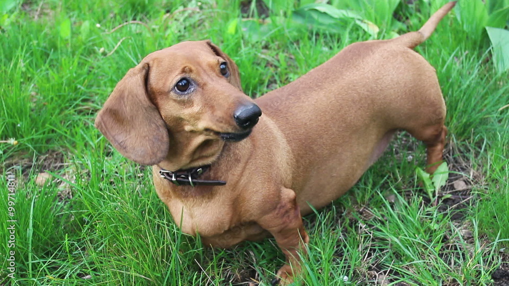 Brown dog plays outdoors on green grass. Brown dog plays outdoors on green grass.