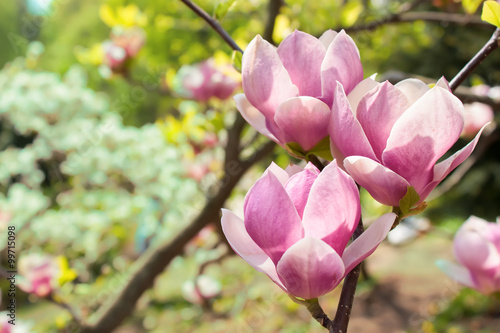 blossoming magnolia tree