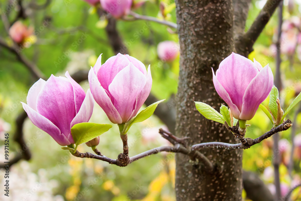 Fototapeta premium blossoming magnolia tree