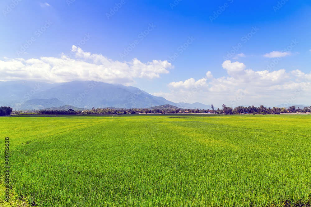 agriculture Rice field green