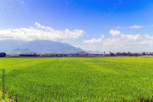 agriculture Rice field green