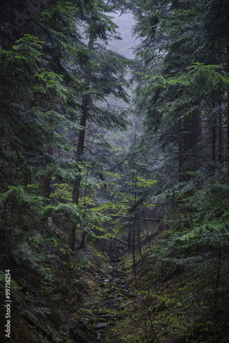 Ba  niowy las ze strumieniem po burzy