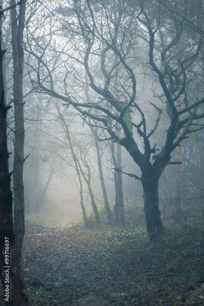 Obraz premium misty spooky forest