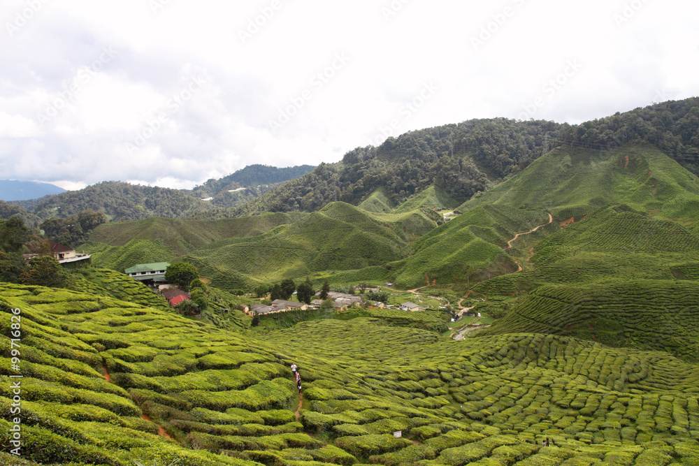 Cameron Highland, Malaysia..