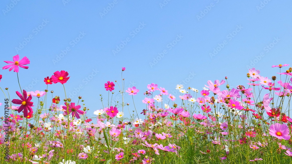 panning shot of cosmos flower field with blue sky panning shot of cosmos flower field with blue sky