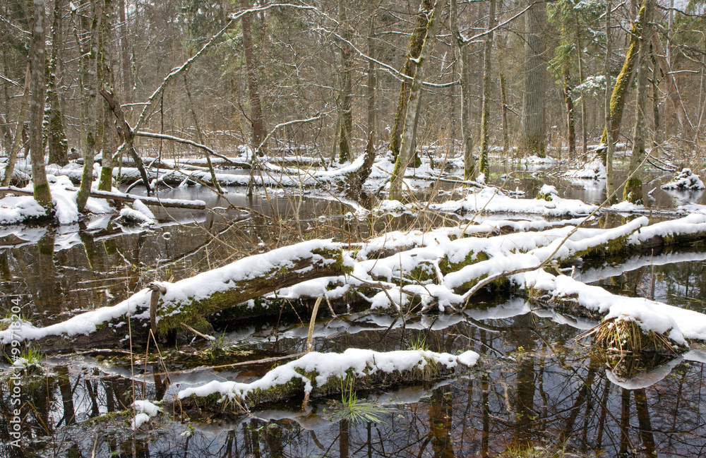 Winter snowy old forest with water Winter snowy old forest with water