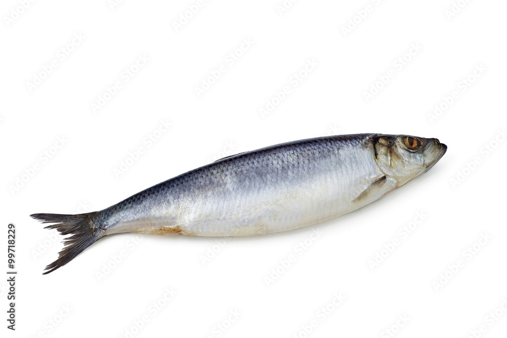 herring on a white background isolated herring on a white background isolated