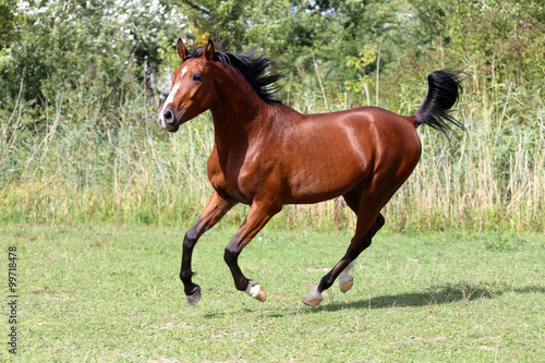 Beautiful stallion galloping on summer pasture © acceptfoto