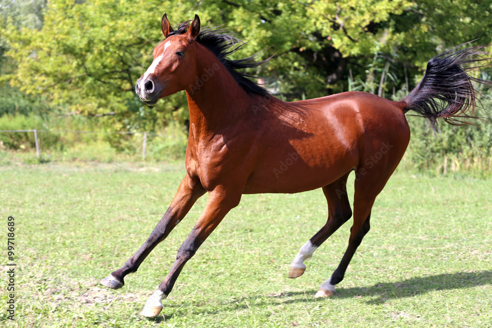 Arabian stallion runs gallop across summer meadow Arabian stallion runs gallop across summer meadow