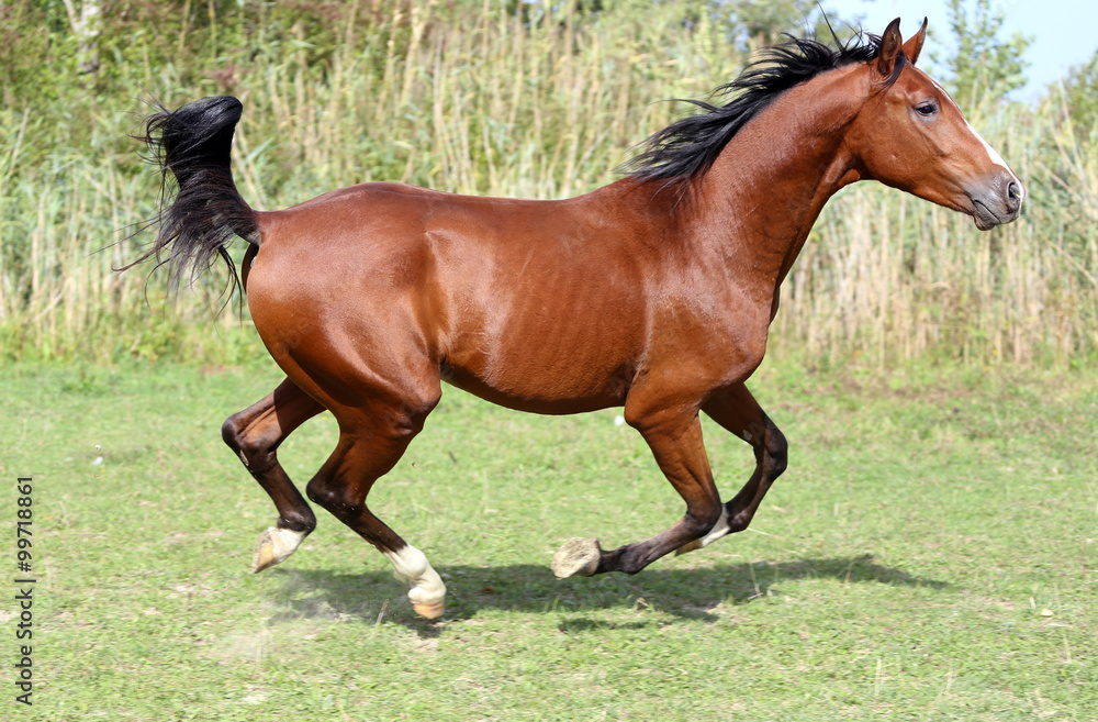 Fototapeta premium Beautiful arabian breed horse running on the field