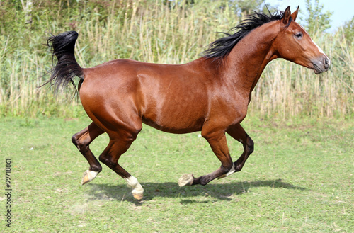 Beautiful arabian breed horse running on the field
