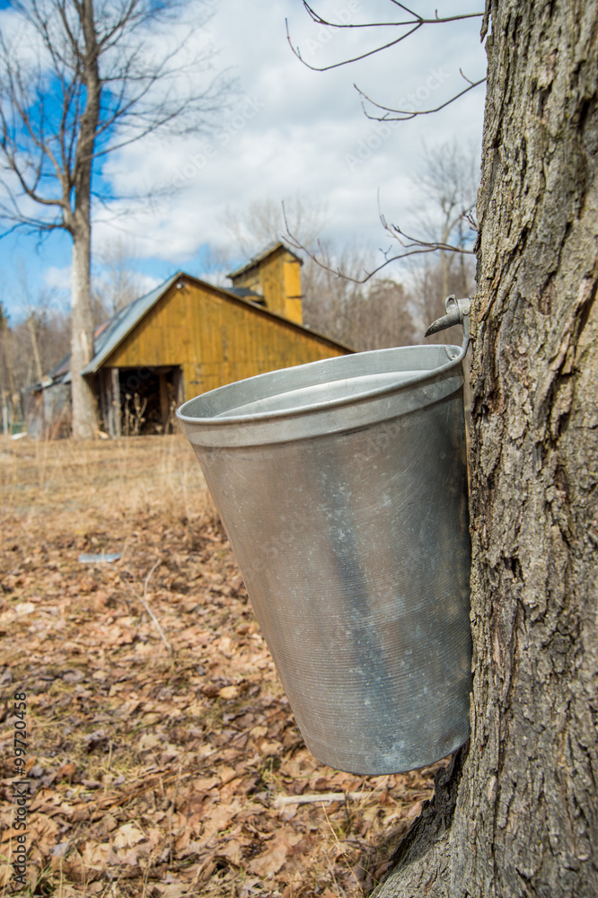 Pail used to collect sap of maple trees to produce maple syrup i