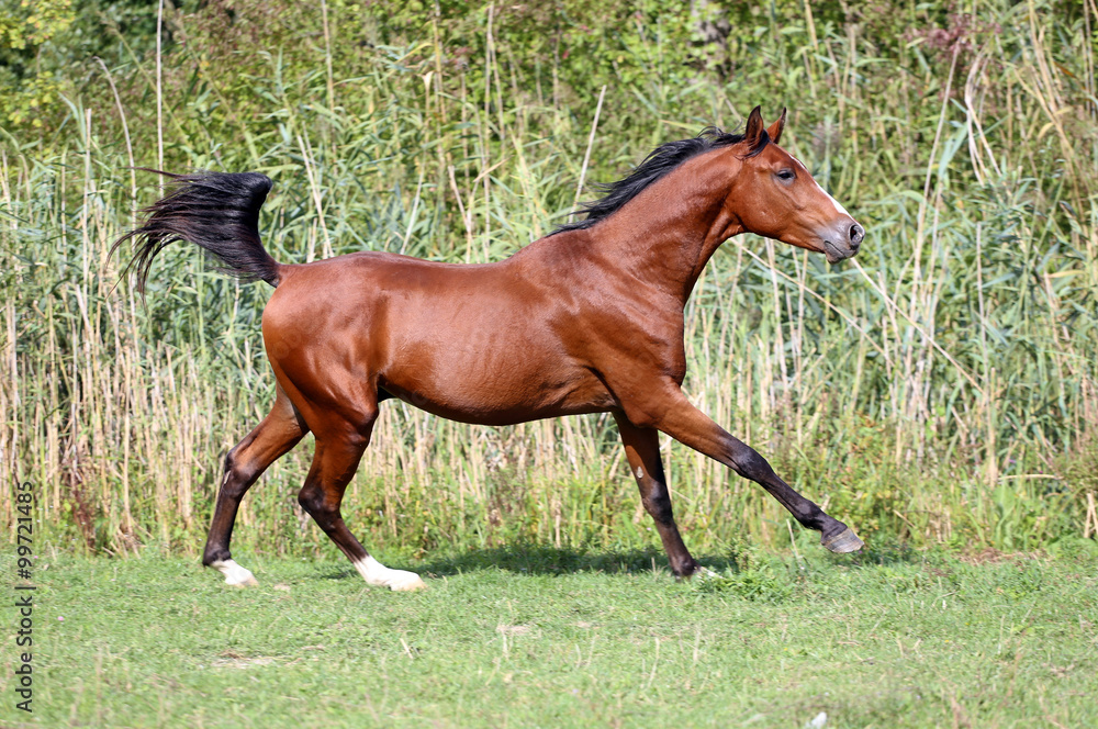 Fototapeta premium Beautiful young arabian stallion galloping on pasture summertime