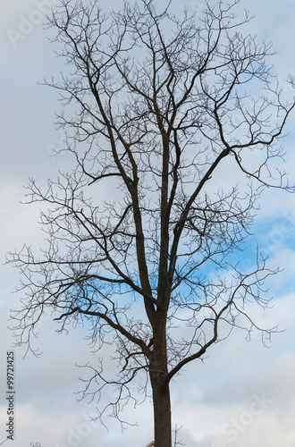 Wallpaper Mural Spring is coming Torontodigital.ca