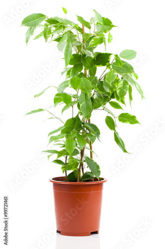 Ficus benjamina in flowerpot isolated on white background.