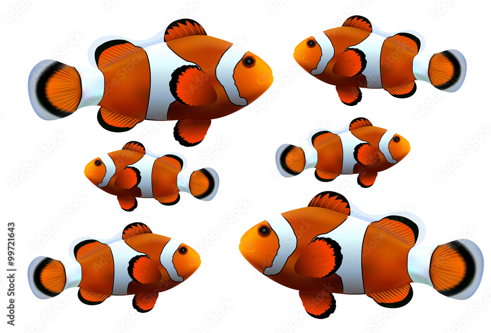 Obraz premium Clown fish on white background