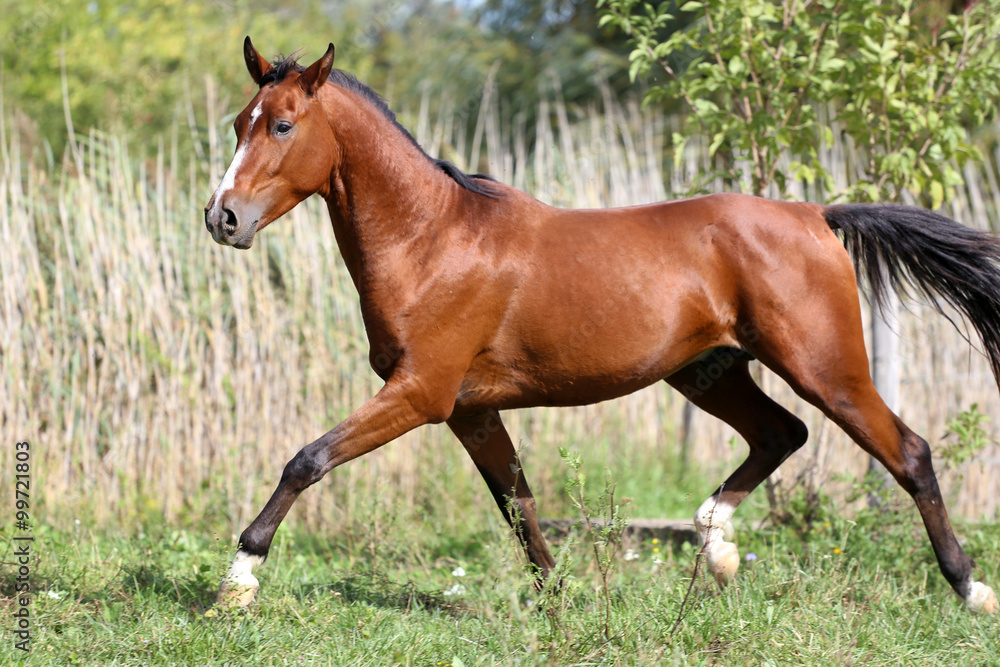 Beautiful young arabian stallion galloping on pasture summertime Beautiful young arabian stallion galloping on pasture summertime