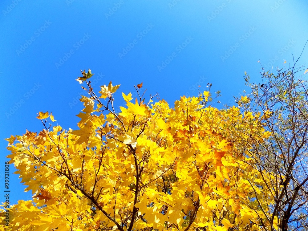 Yellow leaves on tree in autumn Yellow leaves on tree in autumn