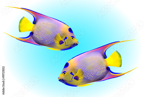 Queen Angel Fish on blue background