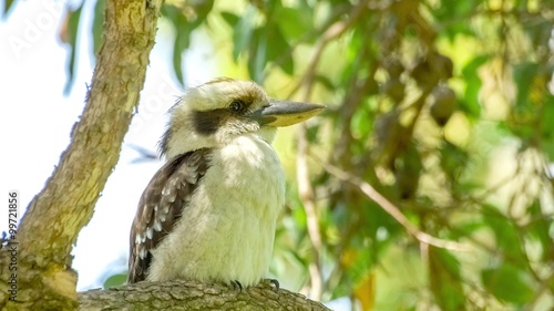 Kookaburra (Dacelo novaeguineae) turning its head and cleaning feathers upon tree, 4K 24p photo