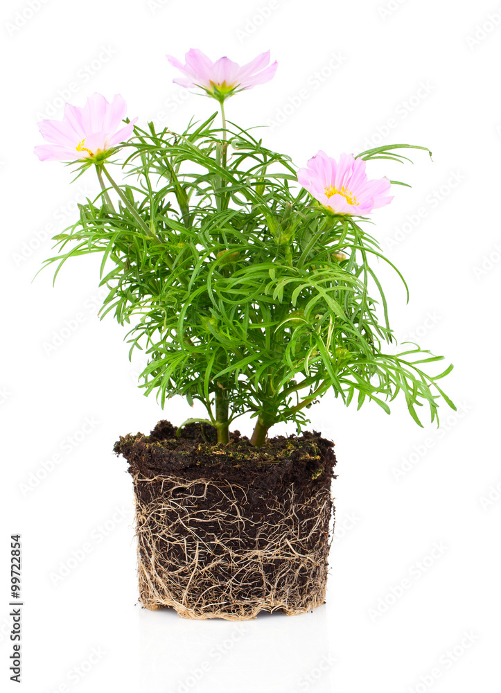 Fototapeta premium Cosmos Flower isolated on white background