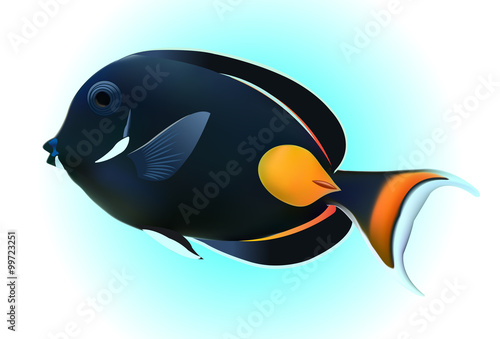 Achilles Tang or Surgeon Fish on blue background