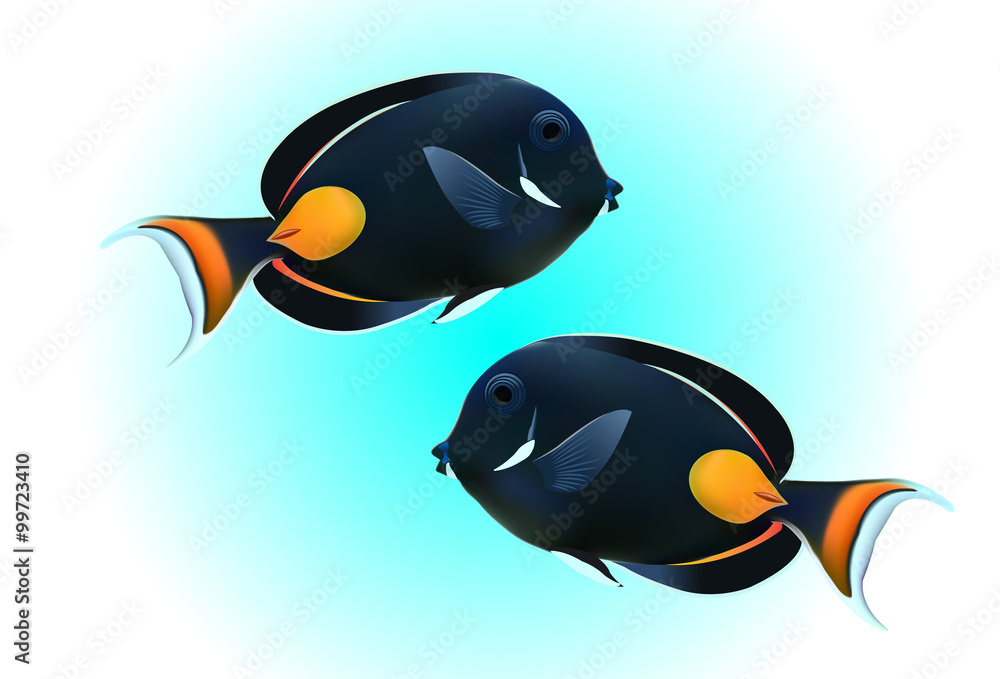 Obraz premium Achilles Tang or Surgeon Fish on blue background