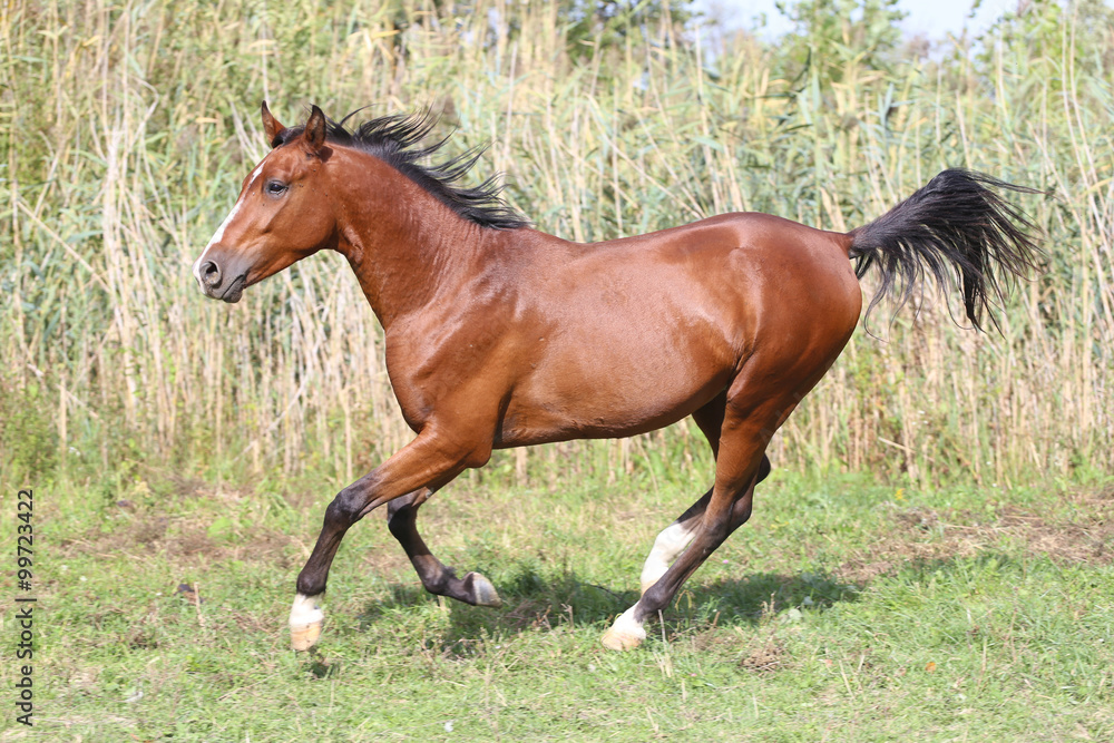 Fototapeta premium Beautiful arabian stallion galloping on summer pasture