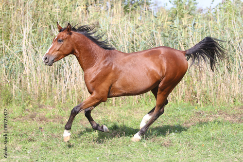 Beautiful arabian stallion galloping on summer pasture