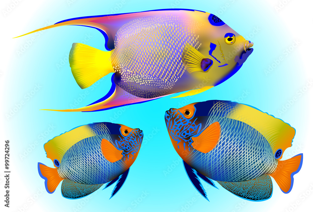 Naklejka premium angelfish, one of mostly colorful coral fishes. Vector illustration. 
