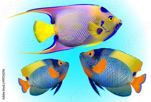 angelfish, one of mostly colorful coral fishes. Vector illustration. 