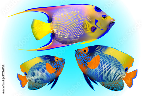angelfish, one of mostly colorful coral fishes. Vector illustration. 