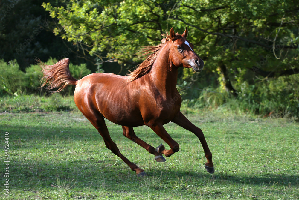 Arabian stallion runs gallop across summer meadow Arabian stallion runs gallop across summer meadow