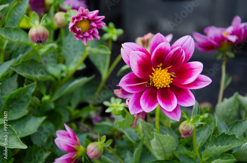 Fototapeta Naklejka Na Ścianę i Meble -  Garden Dahlia, Purple dahlia
