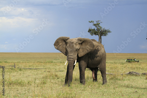 Elefante Maasai