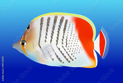 tropical fishes, vector illustration on blue background