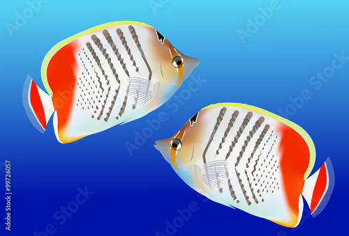 tropical fishes, vector illustration on blue background