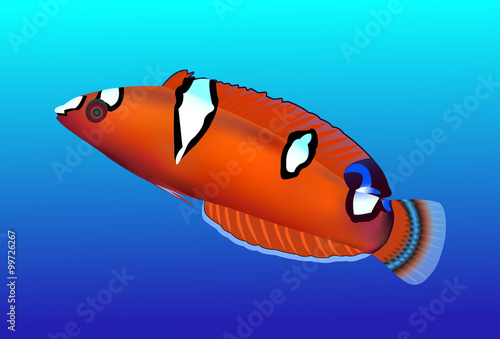 Tropical fish isolated, vector illustration