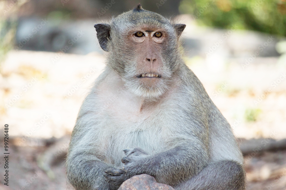 Naklejka premium サルのポートレート 