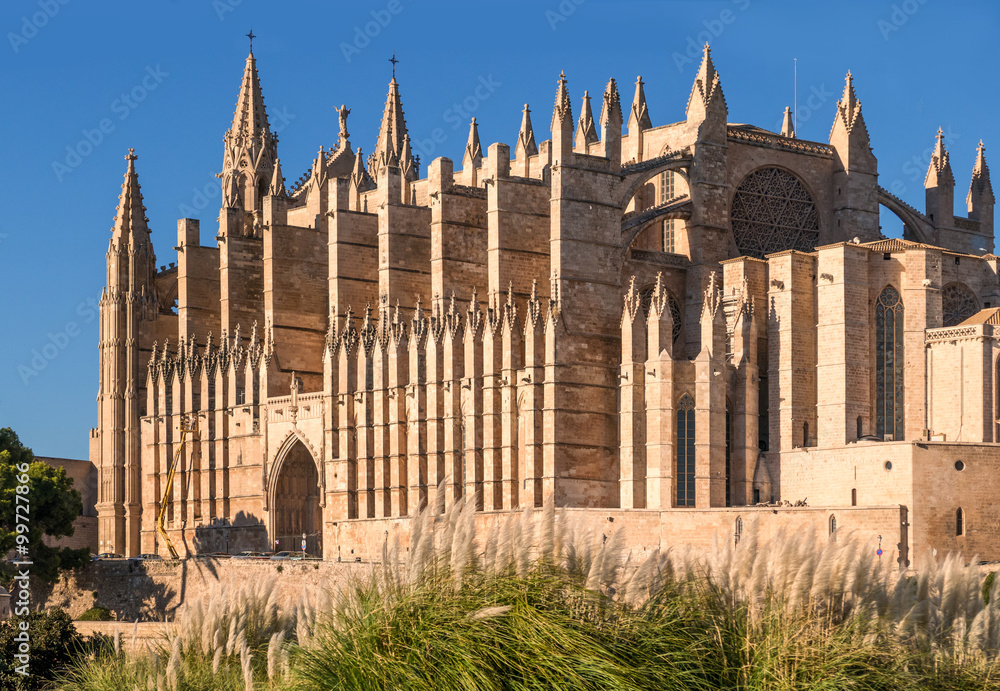 Nahaufnahme der Kathedrale von Palma de Mallorca mit Pampasgras im Vordergrund