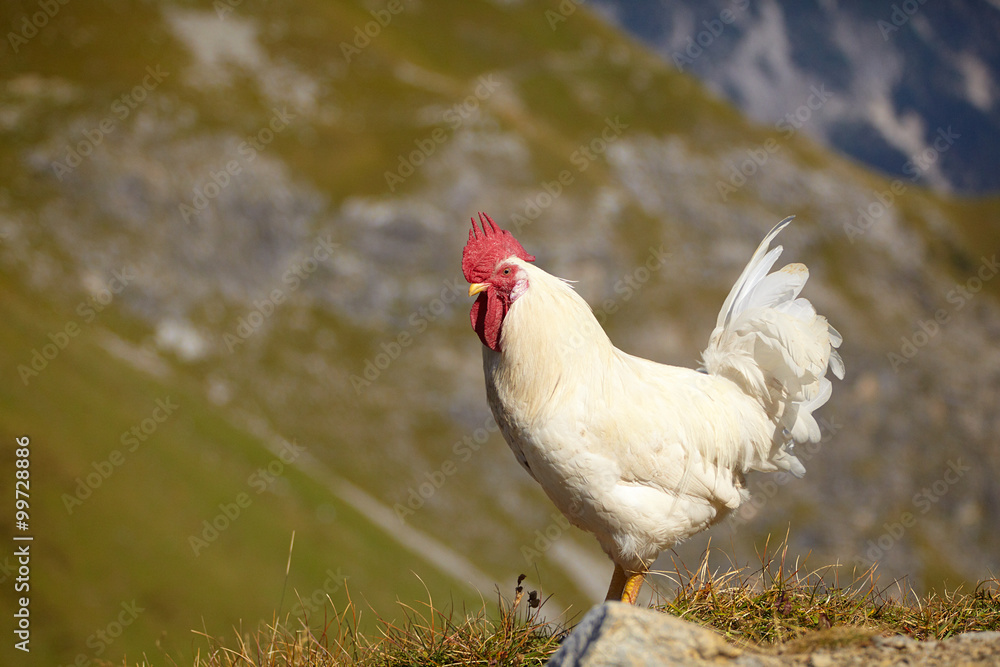 Fototapeta premium Huhn