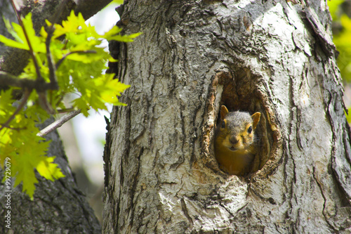 Squirrel in a tree