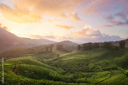 Sunset tea plantation in Munnar