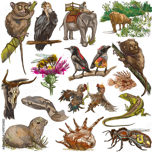 Animals around the World. Freehand drawings. © kuco