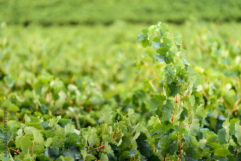 Grape stalk Stock Photo Adobe Stock